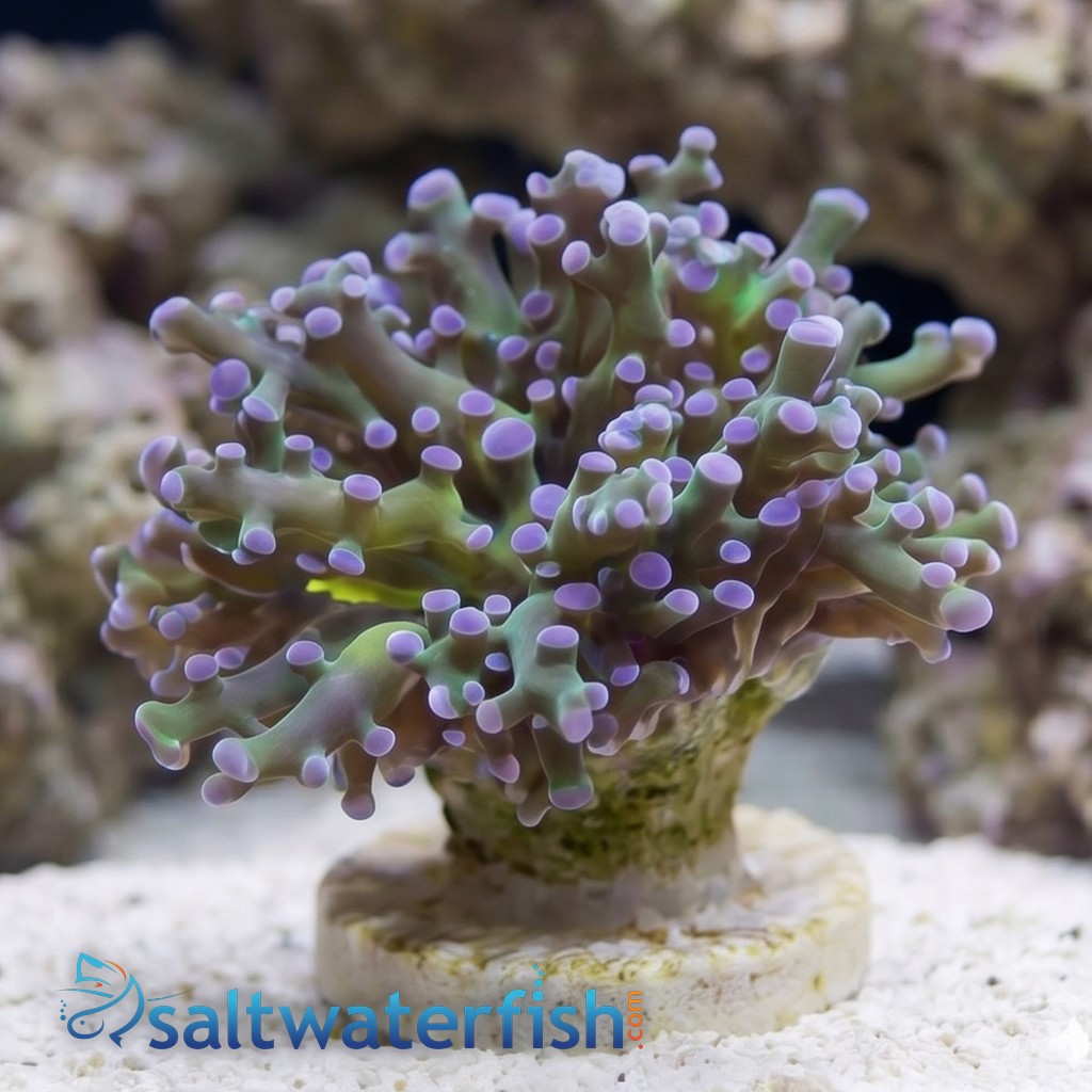 Octospawn Branching: Green w/ Purple Tips - Indo Pacific