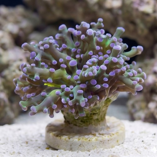 Octospawn Branching: Green w/ Purple Tips - Indo Pacific
