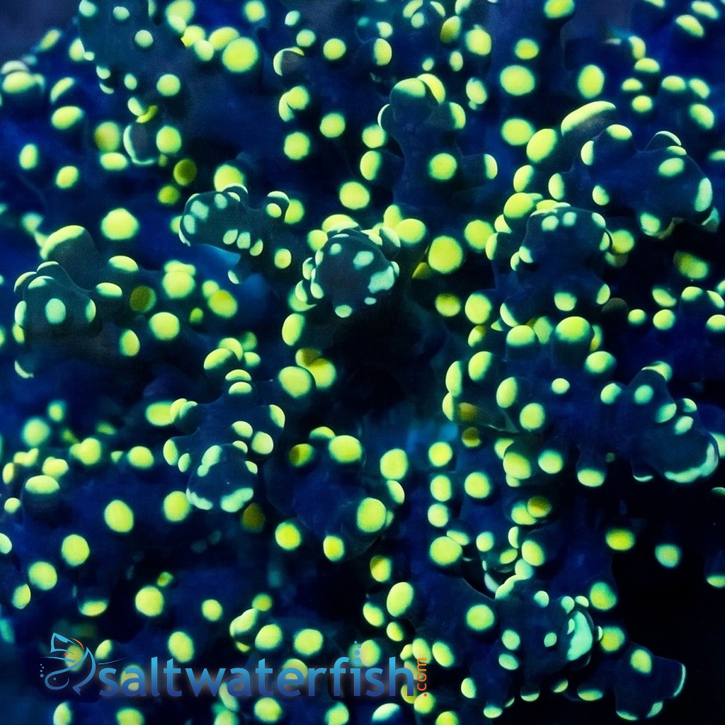 Octospawn: Gold Tip - Aquacultured