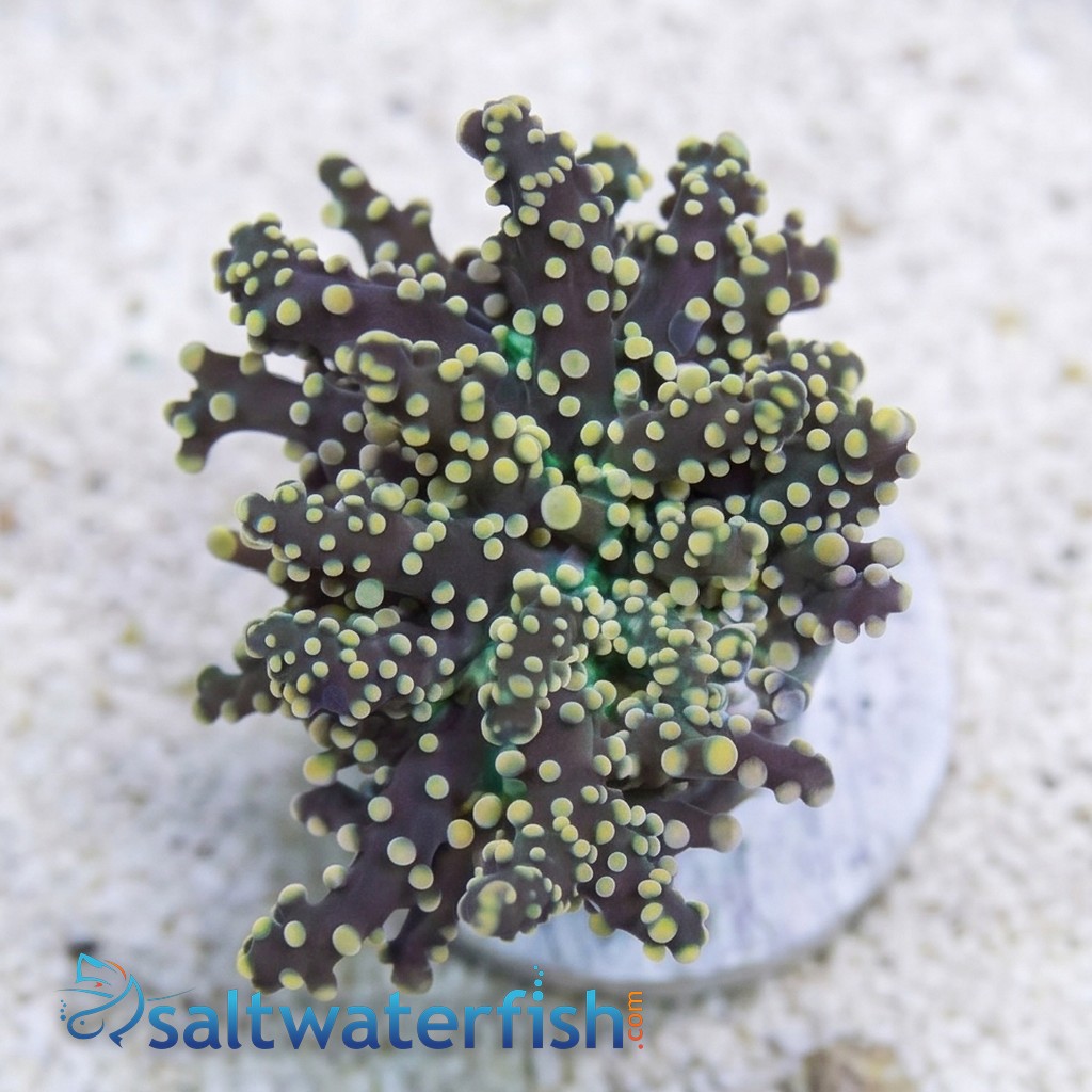 Octospawn: Gold Tip - Aquacultured