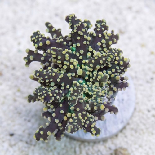 Octospawn: Gold Tip - Aquacultured