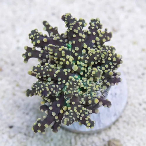 Octospawn: Gold Tip - Aquacultured