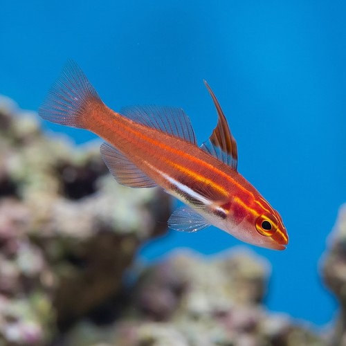 Neon Eviota Goby: Gold