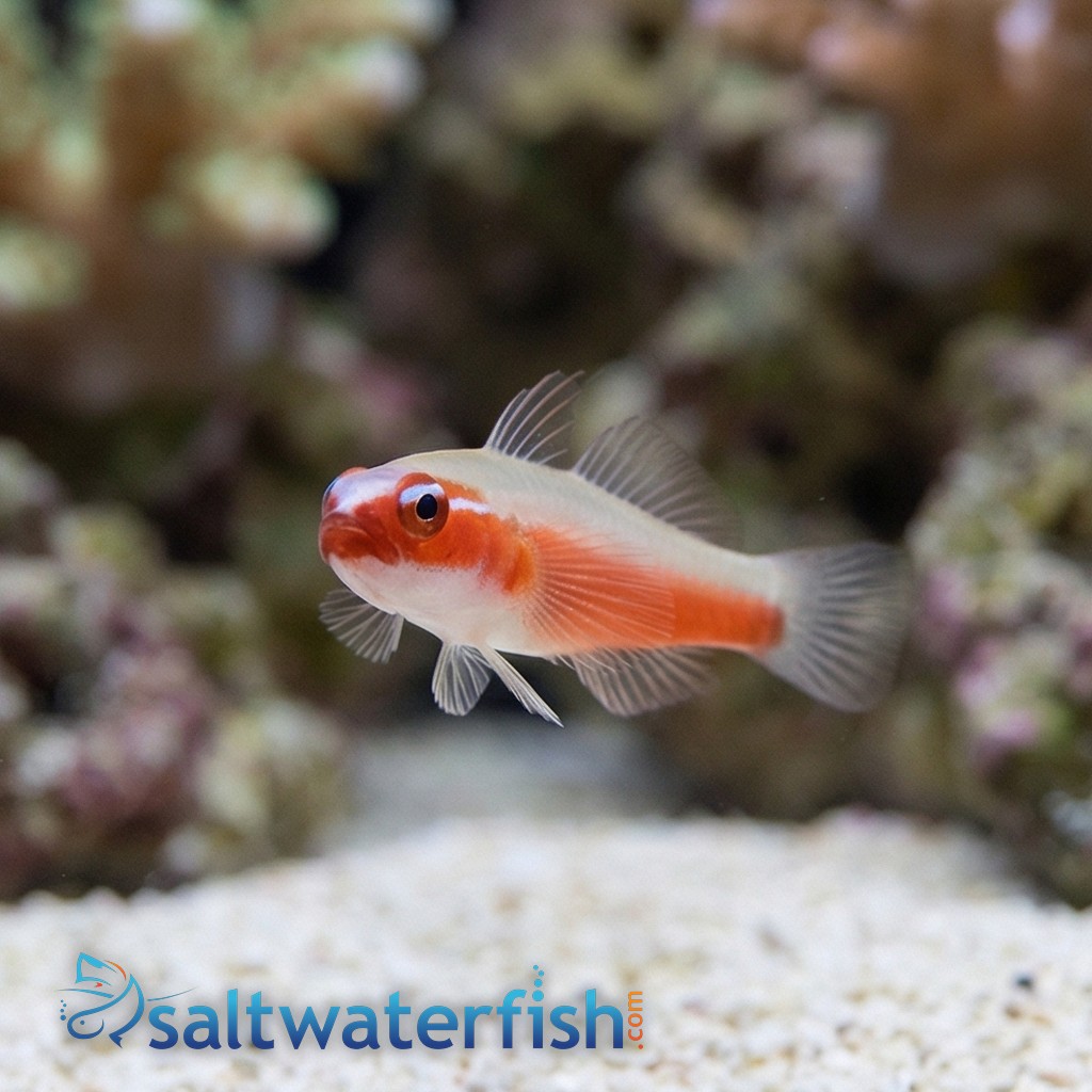 Neon Eviota Goby: Red