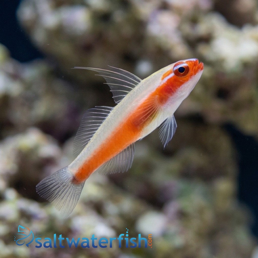 Neon Eviota Goby: Red