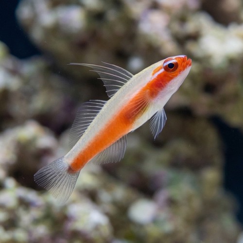 Neon Eviota Goby: Red