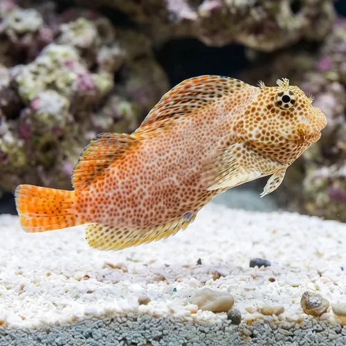 Leopard Blenny - Eastern Asia