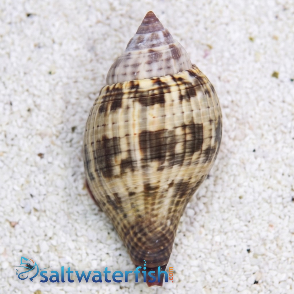 True Tulip Snail