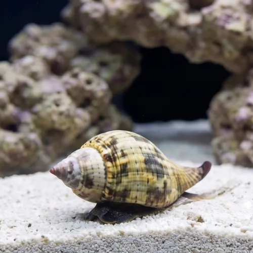 True Tulip Snail