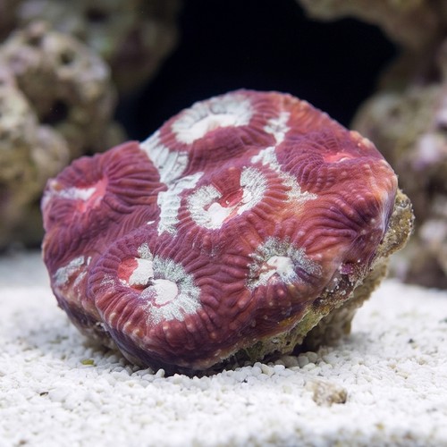 Favia Brain Coral: Green Red Splatter- Aquacultured