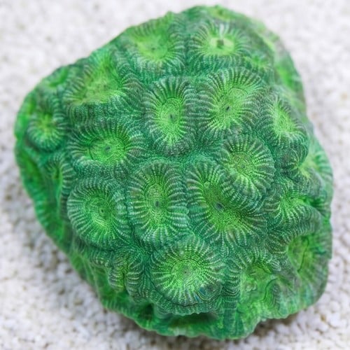 Favia Brain Coral