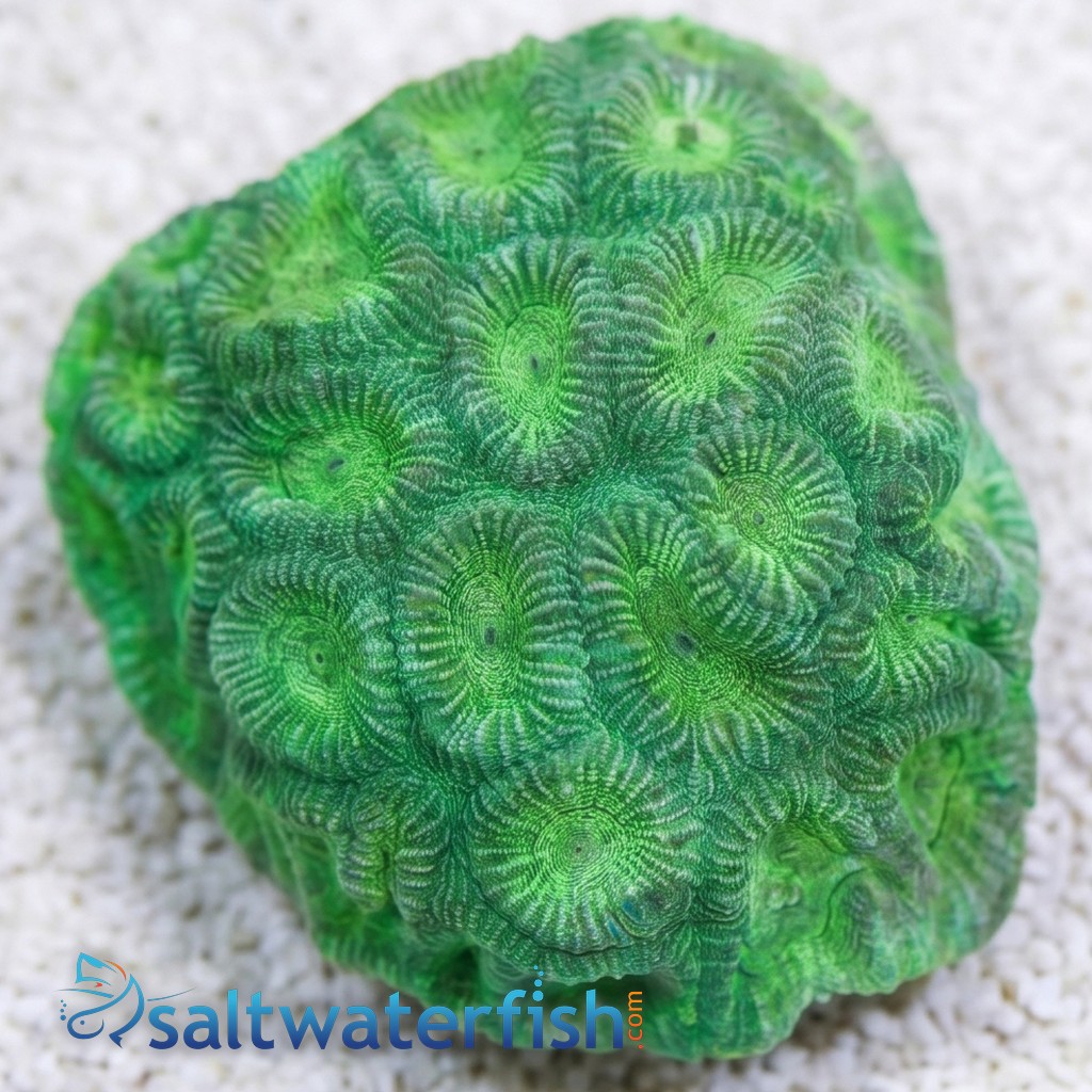 Favia Brain: Color - Fiji