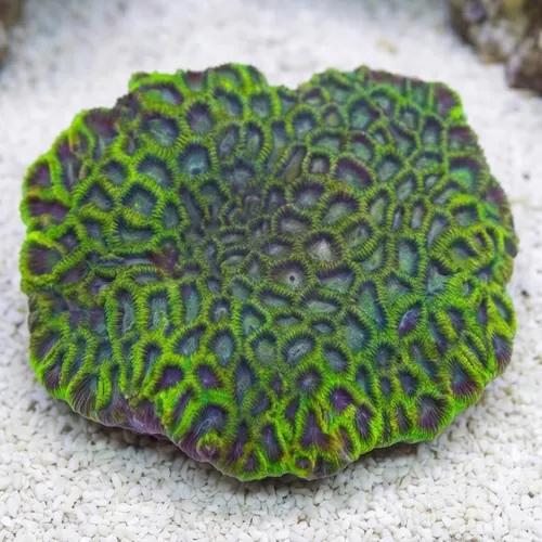 Favia Brain Coral: Metallic Green