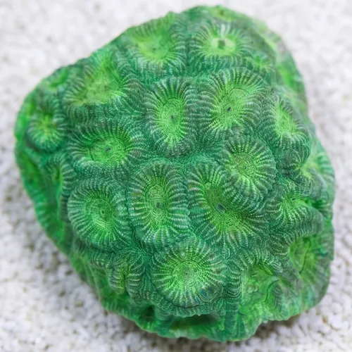 Favia Brain Coral: Color - Aquacultured
