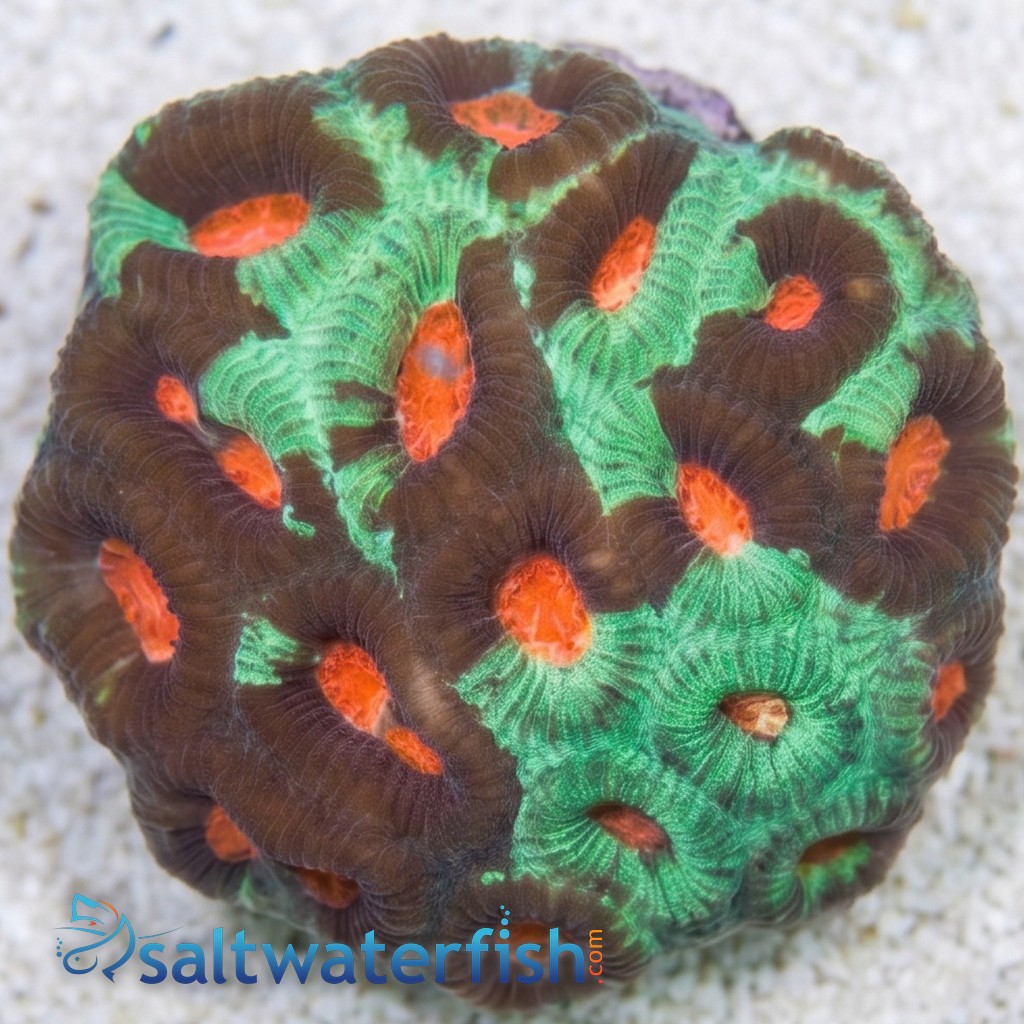 Favia Brain Coral: Orange Center w/ Green Rim - Aquacultured