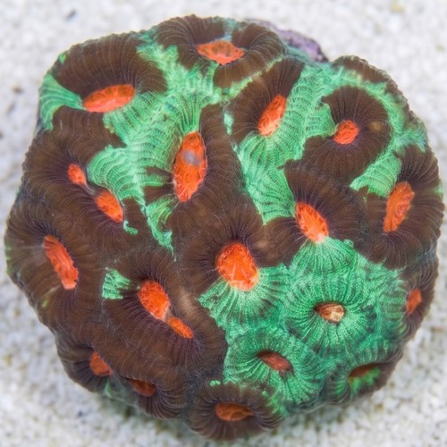 Favia Brain Coral: Orange Center w/ Green Rim - Aquacultured