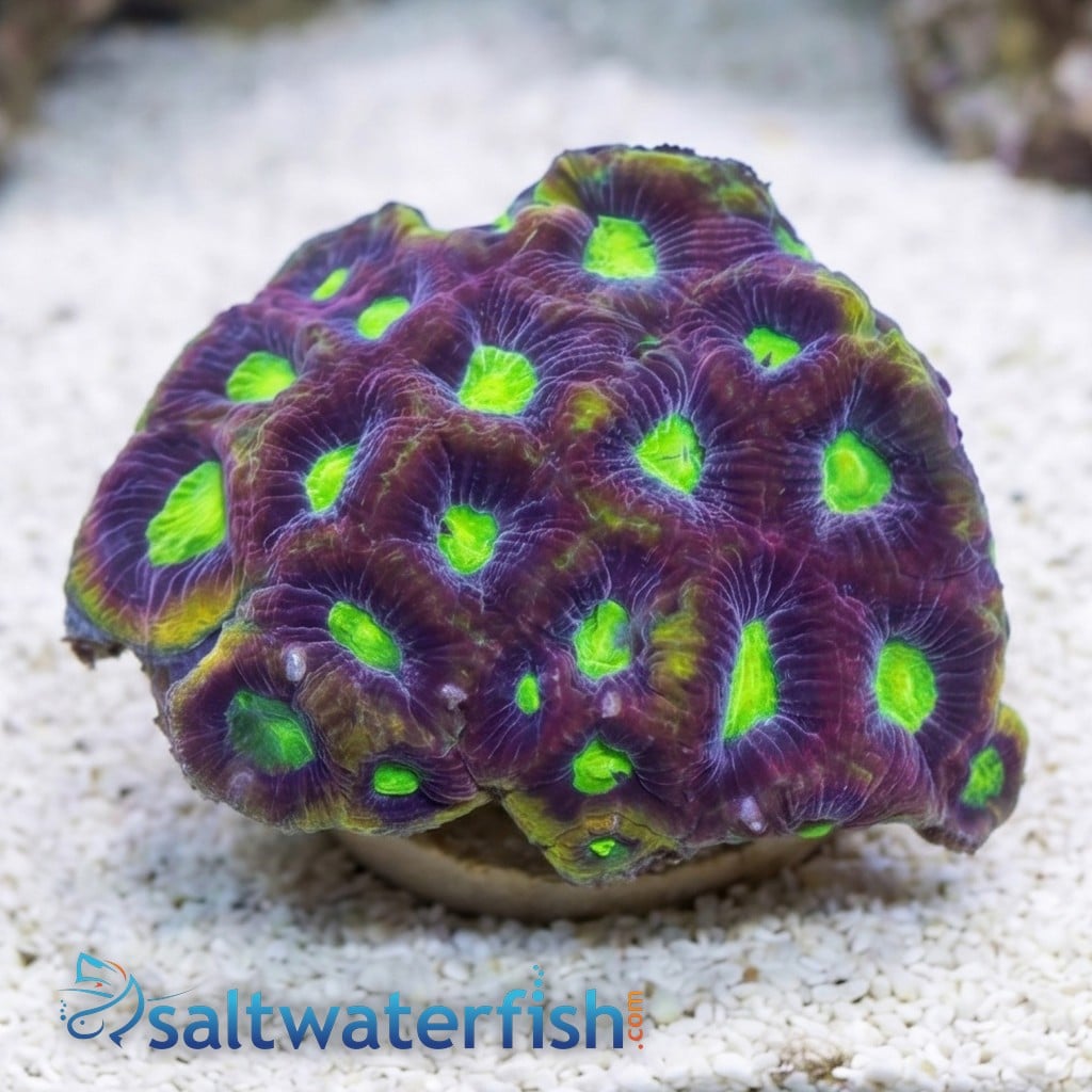 Favia Brain Coral: Frag - Grade A