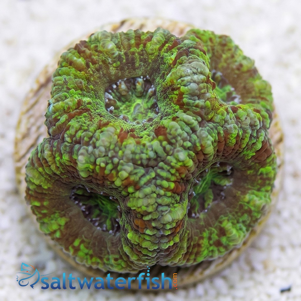 Favia Brain Coral: Frag - Grade A