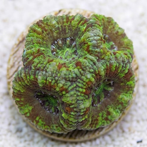 Favia Brain Coral: Frag - Grade A