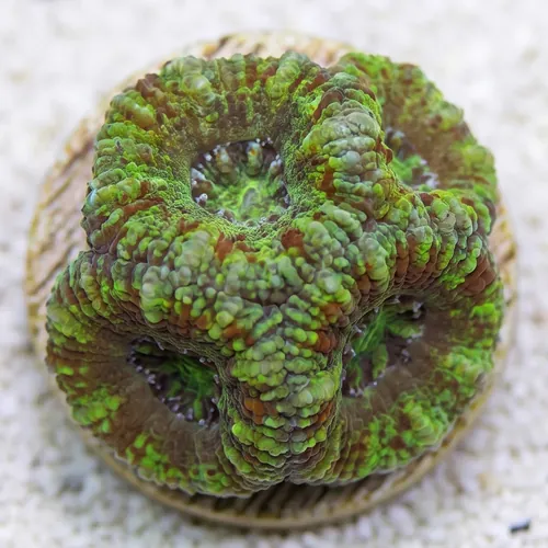 Favia Brain Coral: Frag - Grade A