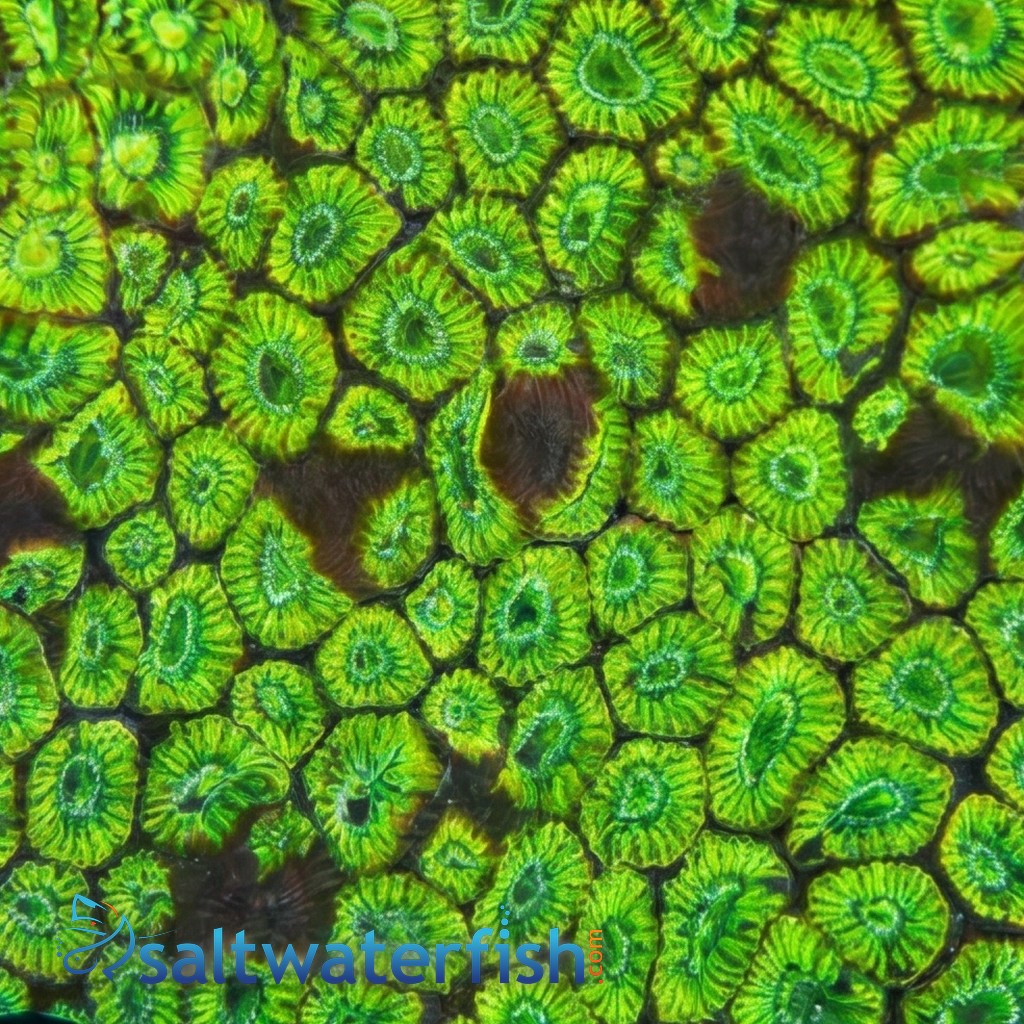 Favia Brain Coral: Ultra Color 