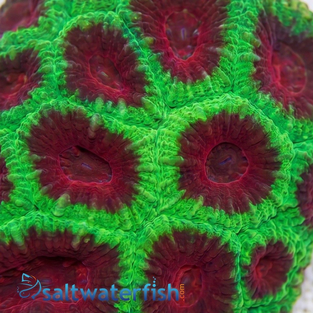 X-Mas Favia - Aquacultured
