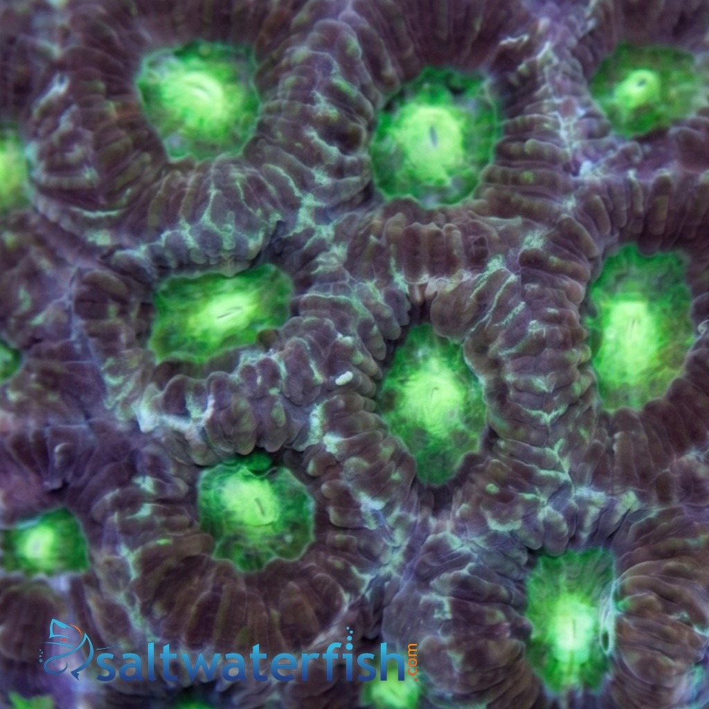 Favia Brain: Color - Aquacultured