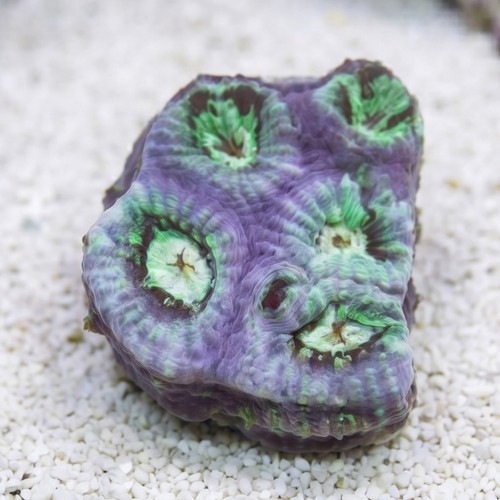 Favia Brain: Color - Aquacultured