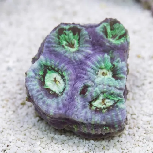 Favia Brain: Color - Aquacultured