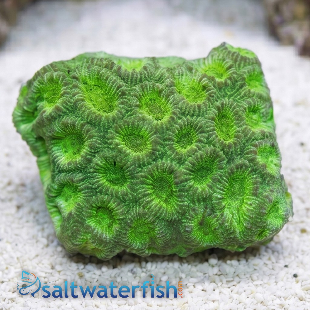 Favia Brain Coral: Metallic Green - Aquacultured