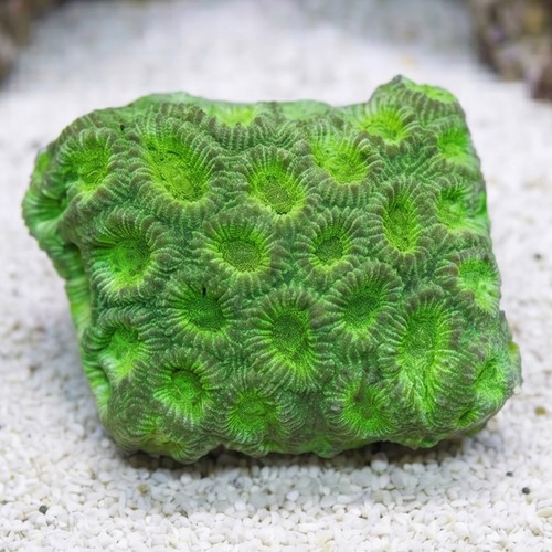 Favia Brain Coral: Green