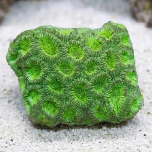 Favia Brain Coral: Green