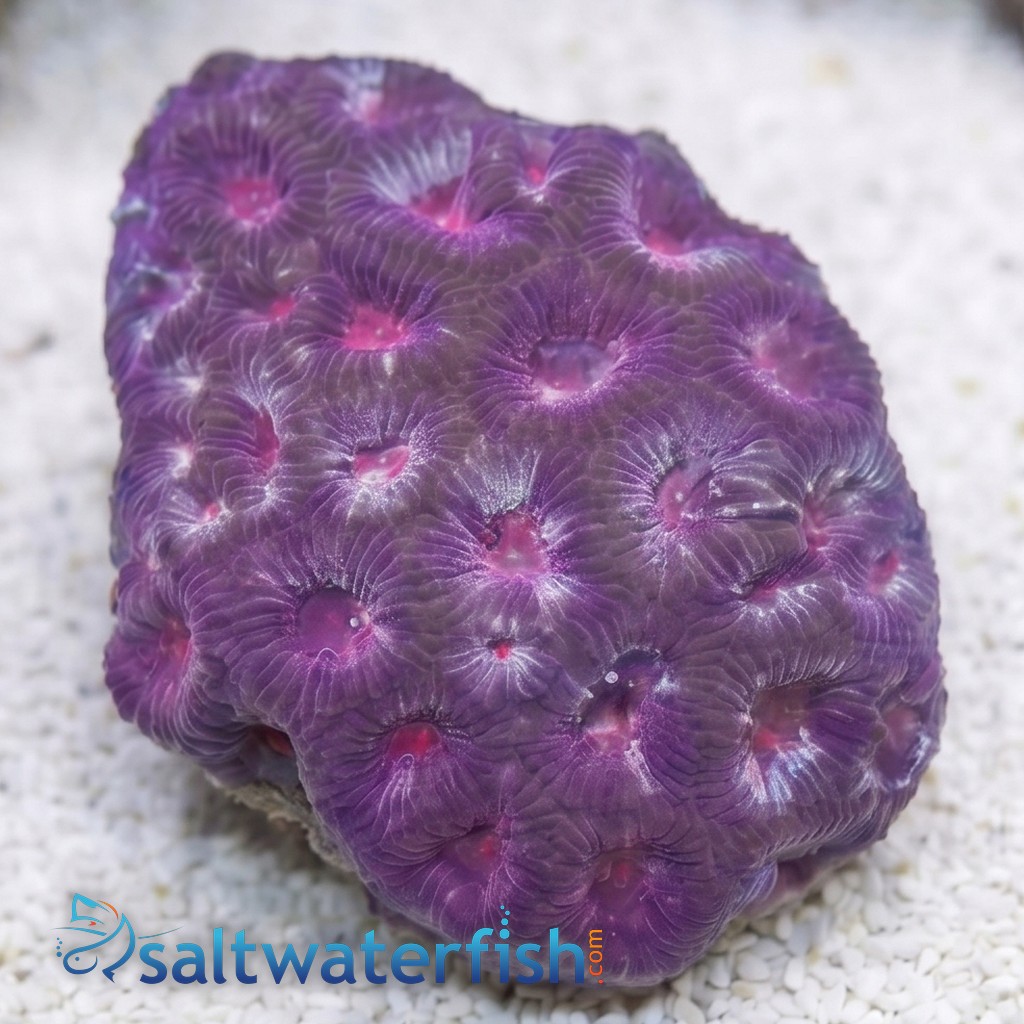 Favia Brain Coral: Red - Aquacultured
