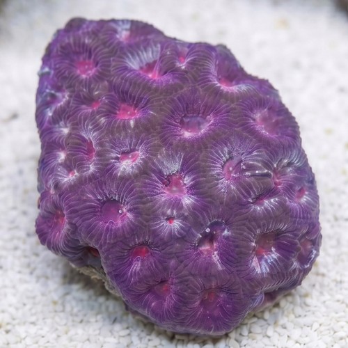 Favia Brain Coral: Red - Aquacultured