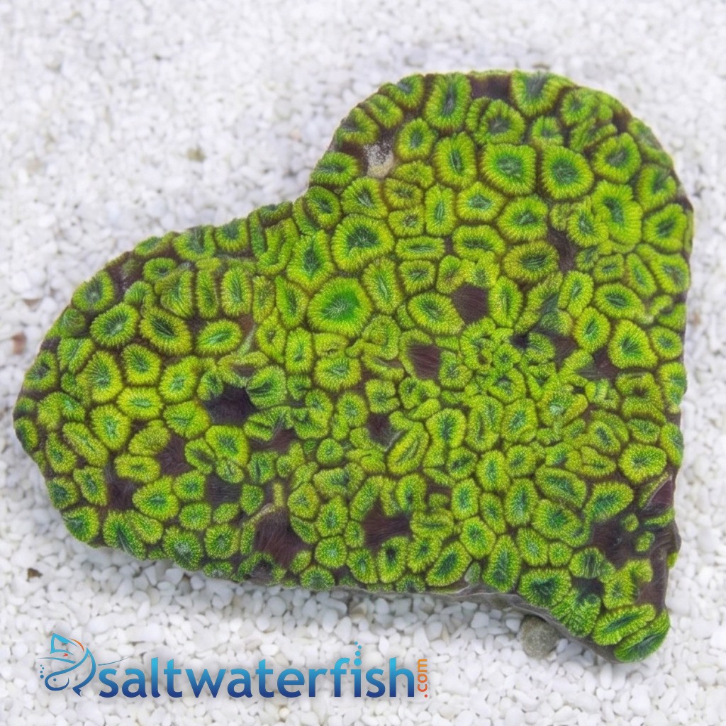 Favia Brain Coral: Ultra Color - Indo Pacific