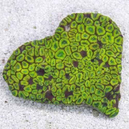 Favia Brain Coral: Ultra Color - Indo Pacific