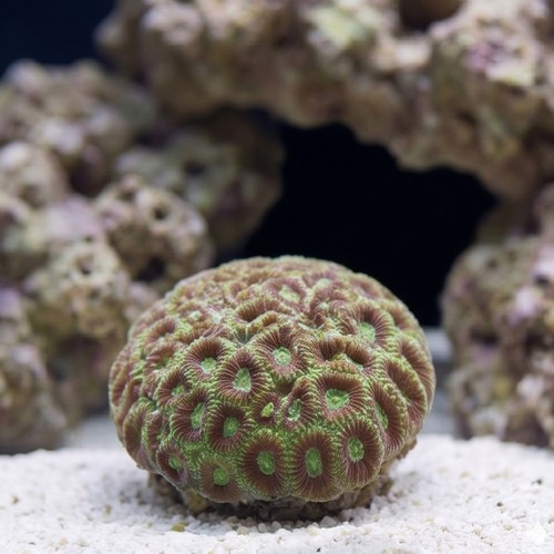 Favia Brain Coral: Colored - Fiji