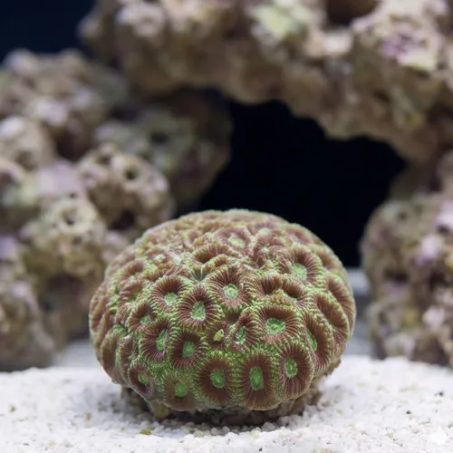 Favia Brain Coral: Colored - Fiji