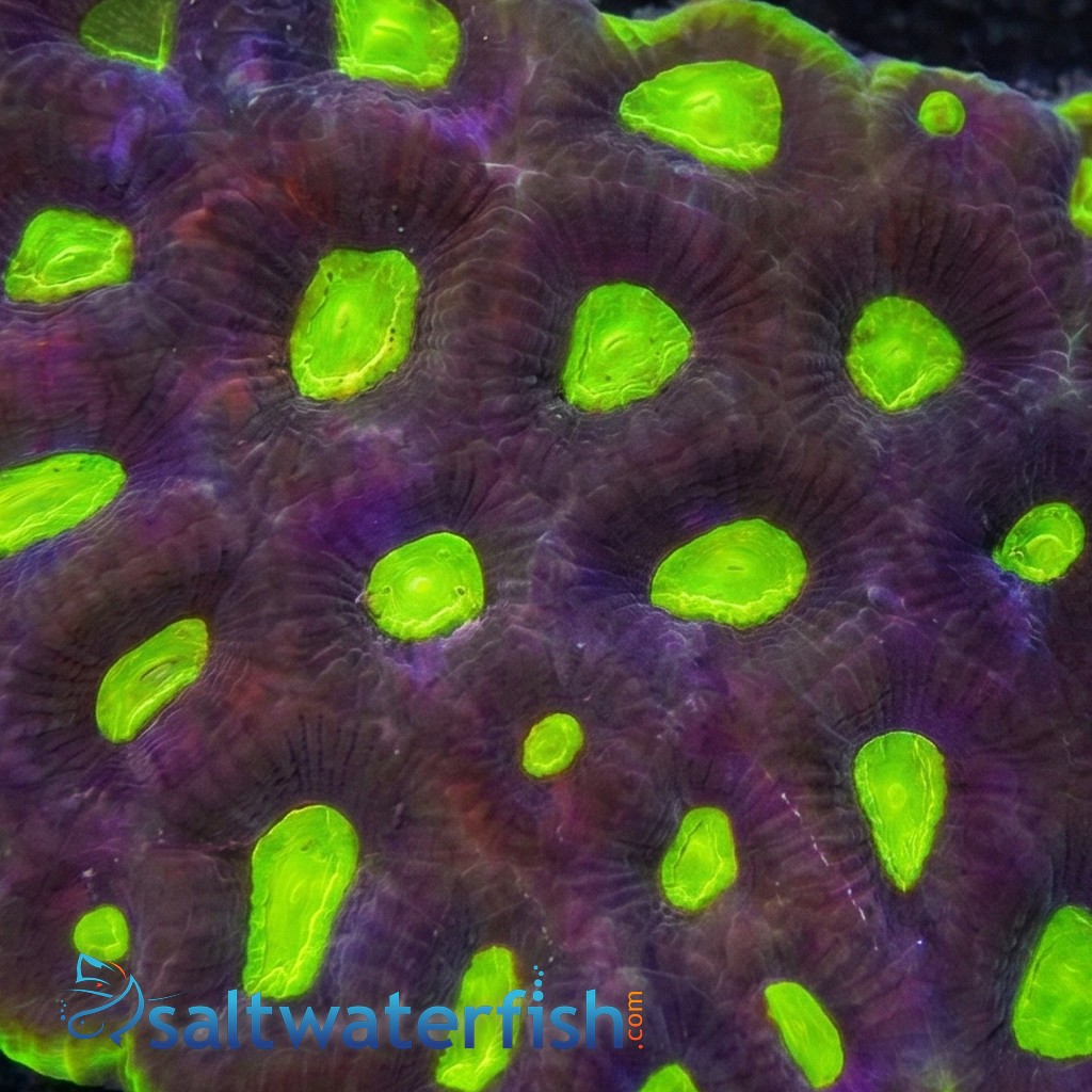 Favia Brain Coral: Dragon Soul - Australia