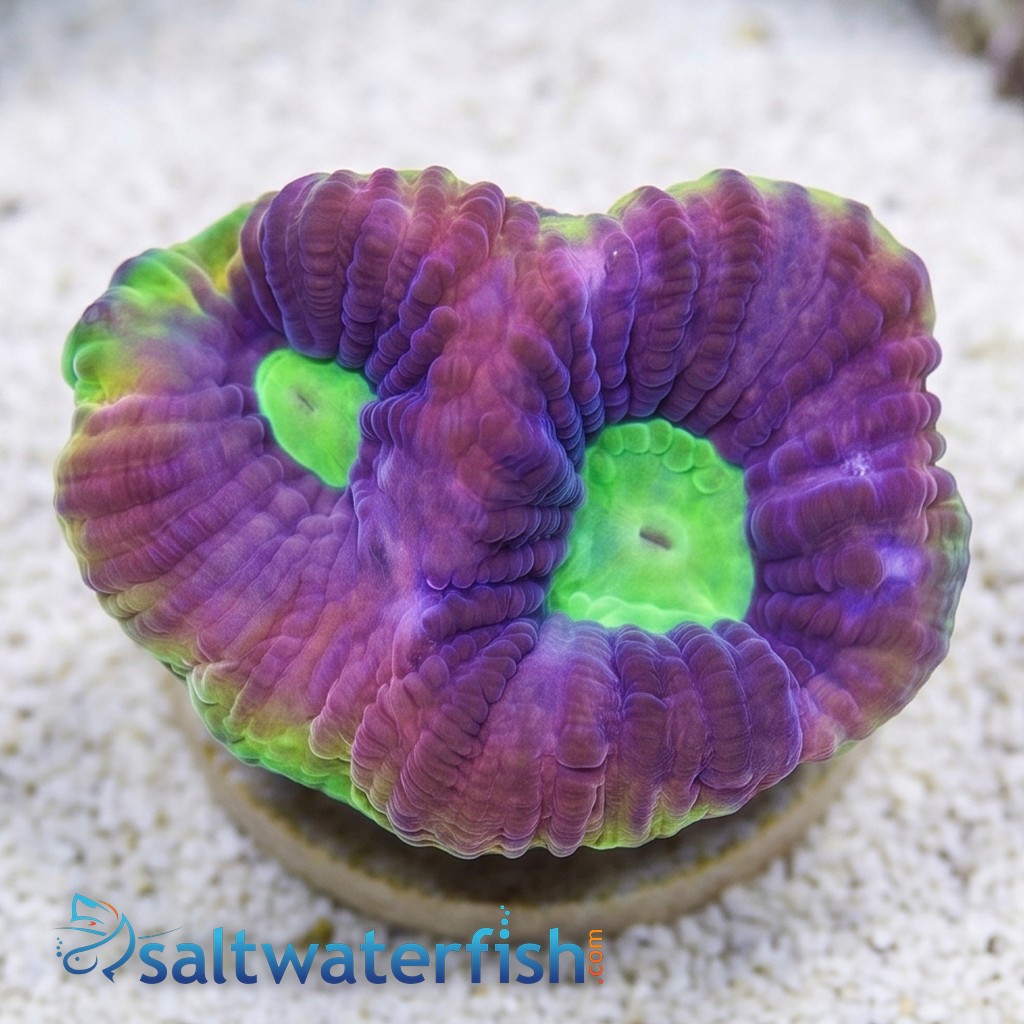 Favia Brain Coral: Dragon Soul - Australia