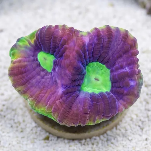 Favia Brain Coral: Dragon Soul - Australia