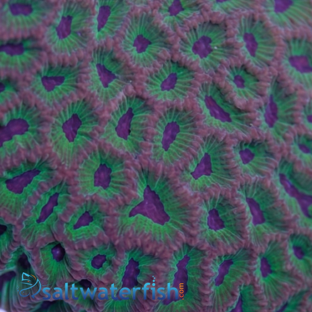 Favia Brain Coral: Purple Mouth w/ Green Coralites - Aquacultured