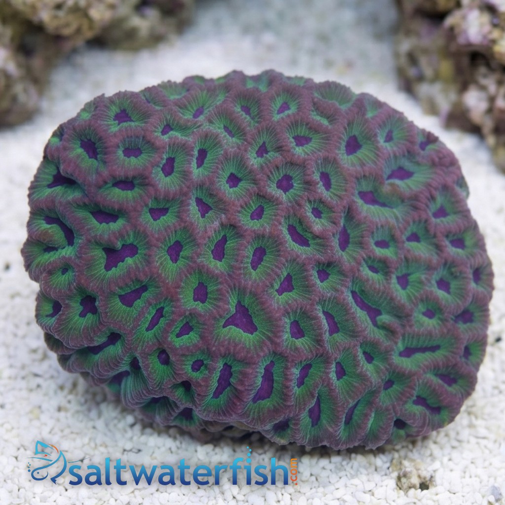 Favia Brain Coral: Purple Mouth w/ Green Coralites - Aquacultured
