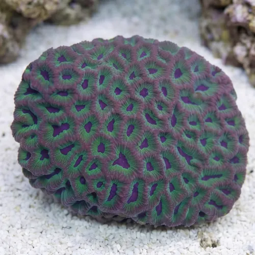 Favia Brain Coral: Purple Mouth w/ Green Coralites - Aquacultured