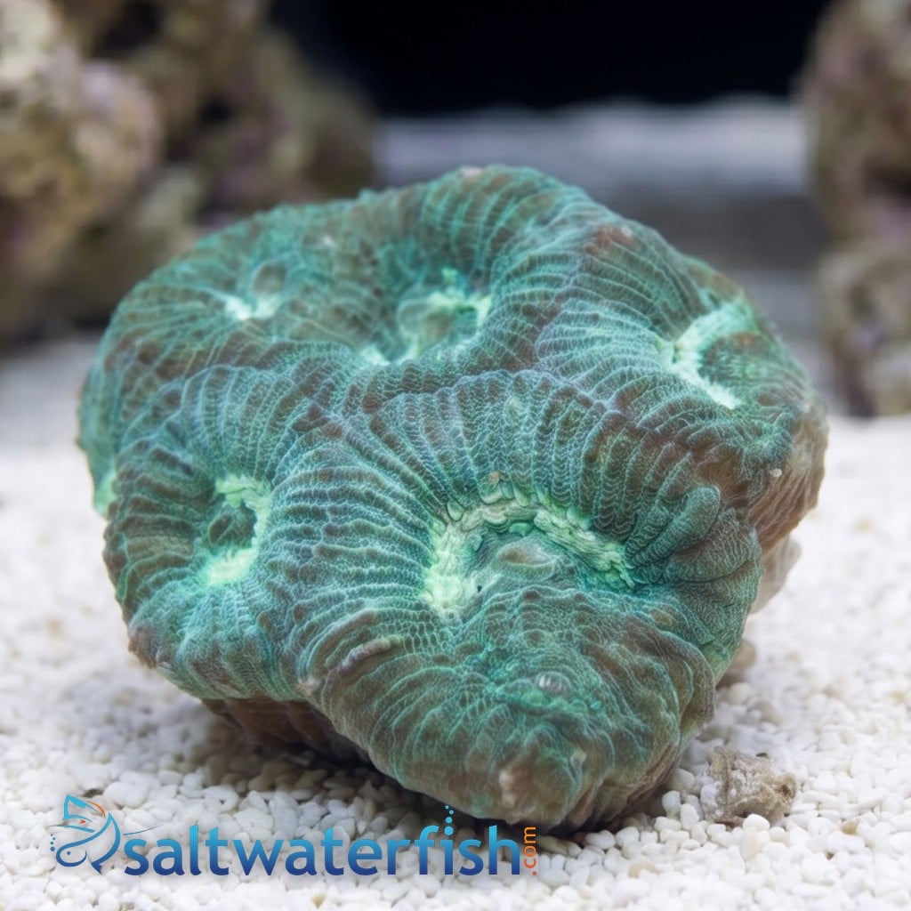Favia Brain Coral: Green - Aquacultured
