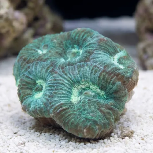 Favia Brain Coral: Green - Aquacultured
