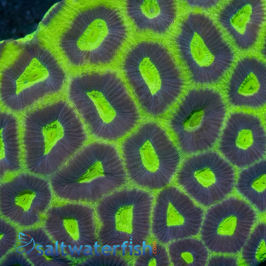 Favia Brain Coral: Green w/ Purple Rings - Australia