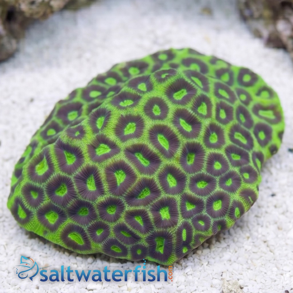Favia Brain Coral: Green w/ Purple Rings - Australia