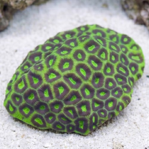 Favia Brain Coral: Green w/ Purple Rings - Australia