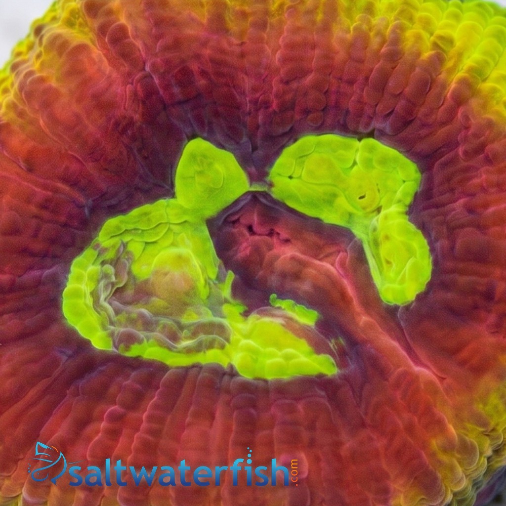 Favia Brain Coral: Dragon Soul - Aquacultured